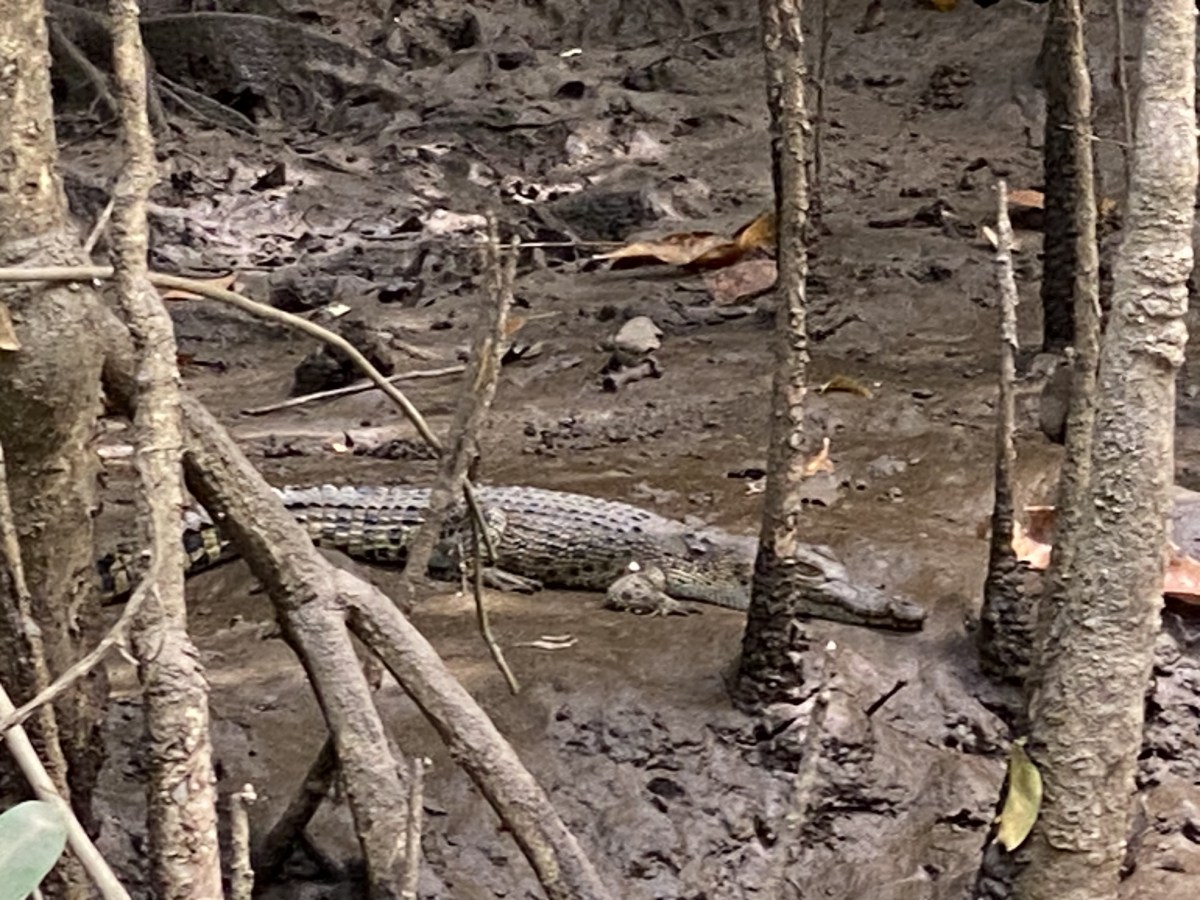 .Kuranda, Mossman, Daintree et leurs&nbsp;animaux