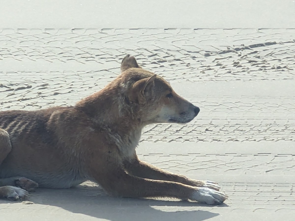 K&rsquo;Gari et ses&nbsp;dingos.