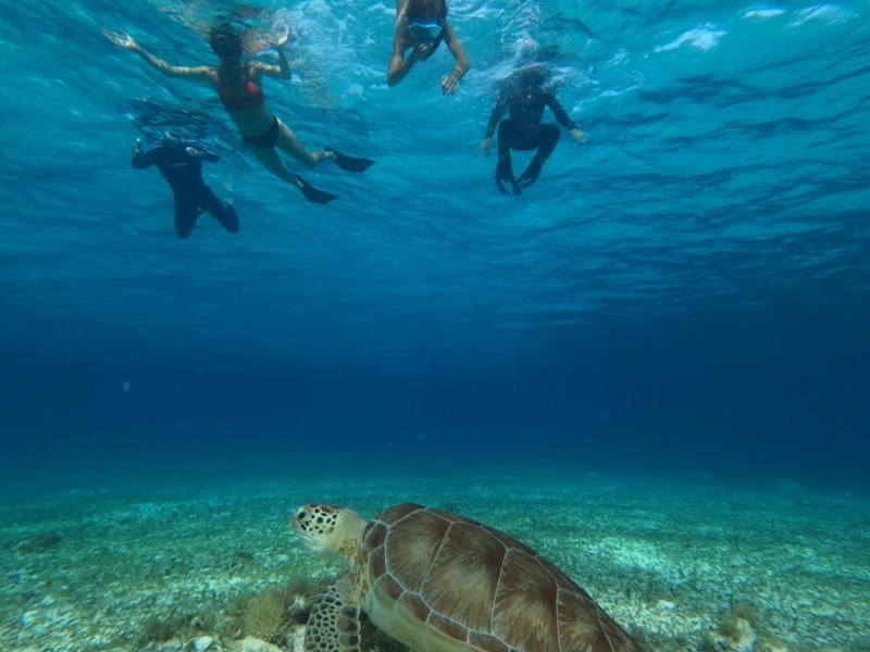 .Snorkelling à Cozumel