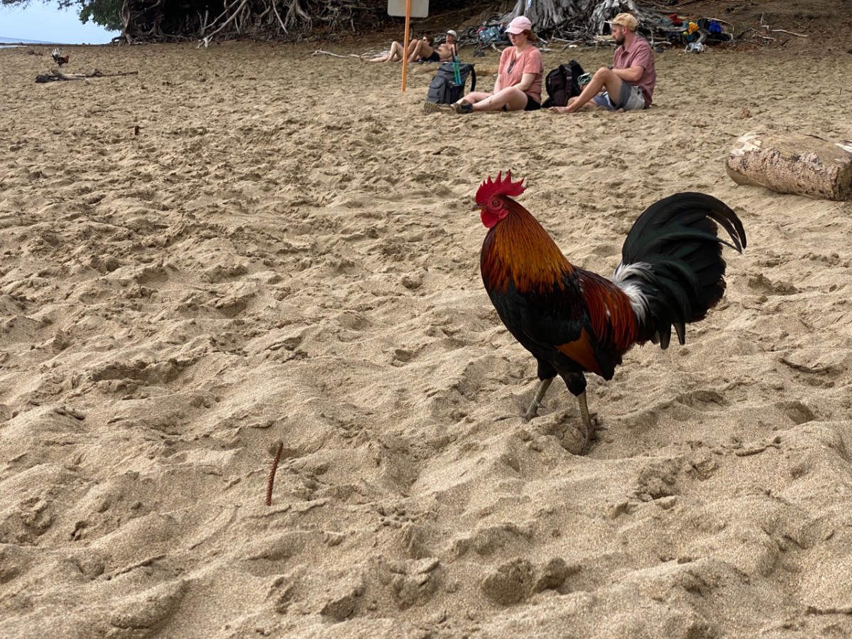 Insolite et réflexions&nbsp;Hawaï